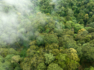 Tropical forests can absorb large amounts of carbon dioxide from the atmosphere.
