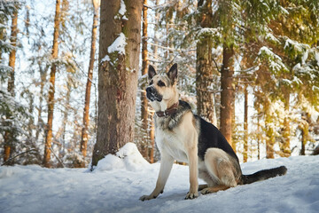 Dog German Shepherd outdoors in the forest in a winter day. Russian guard dog Eastern European Shepherd in nature on the snow and white trees covered snow