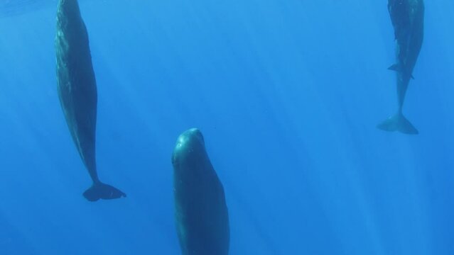 Group of sperm whales sleep vertically relative to water level. Sperm whales sleep in an upright position, just freezing in certain position. An amazing underwater sight. 4k format.