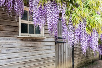 Hanging wisteria sinensis plants outside wooden sheds at Hidcote Manor & Gardens in Gloucestershire