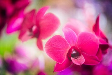 Fototapeta na wymiar Closeup shot of pink dendrobium orchids at Kew Gardens annual orchid festival