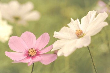Closeup shot of the pink and white cosmos flowers in the borders of a walled garden at Rousham House