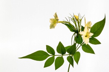 Closeup shot of common honeysuckle isolated on a white background