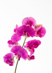 Closeup shot of sweet peas isolated on a white background