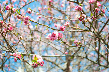 Defocused picture pink flowers blooming on cherry tree outdoors. Blurred background of a beautiful cherry tree in blossom.