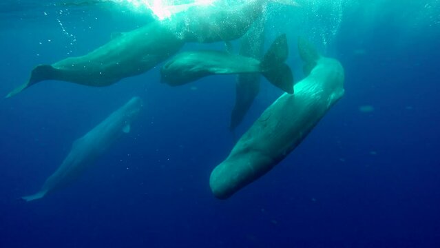 Sperm whale spins in a group of sperm whales with young cubs scuba diving in the ocean. Underwater shot 4k. Friendship and independence in wild marine nature.