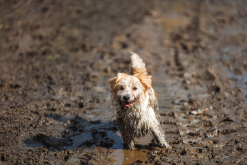 Dog in a puddle. A dirty Jack Russell Terrier puppy stands in the mud on the road. Wet ground after...