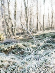 Closeup shot of a frozen hedgerow on the roadside with blur background on a sunny day