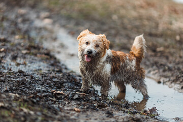 Dog in a puddle. A dirty Jack Russell Terrier puppy stands in the mud on the road. Wet ground after spring rain