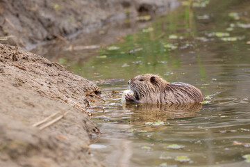 Nutria in city river.Nutria holds cabbage in its paws and eats it. Local people usually feed wild coypu by vegetables and bread.