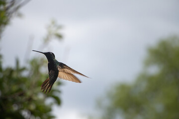colibrí volando