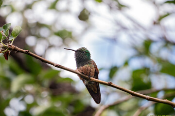 colibrí sentado © Natureeye91