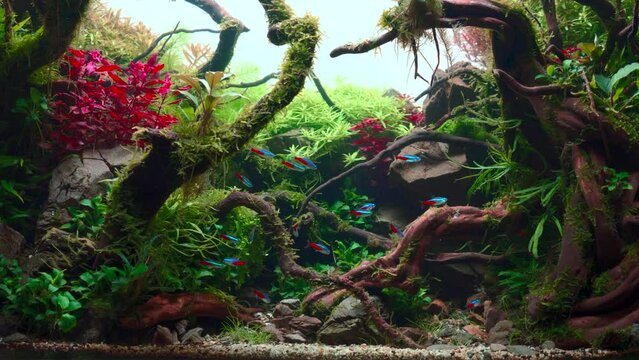 School of neon tetra fish and puffer fish in tropical aquascape. Planted aquarium with big branched roots and Frodo stones. 4k footage