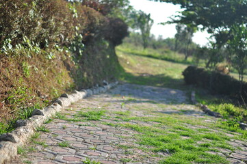 a brick path leading to a field with trees
