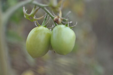 two green tomatoes hanging from a plant