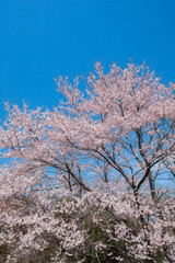 満開の桜と青空。
日本の春の象徴的な風景。
