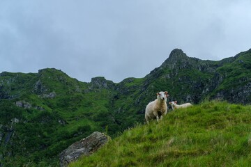 Closeup view of old Norwegian sheep on the mountain slope