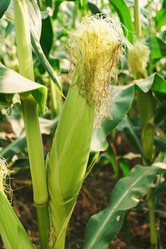 Green corn pods in the agricultural garden, Corn on the farm. Wheat grows up to the right size to cook for the health conscious.