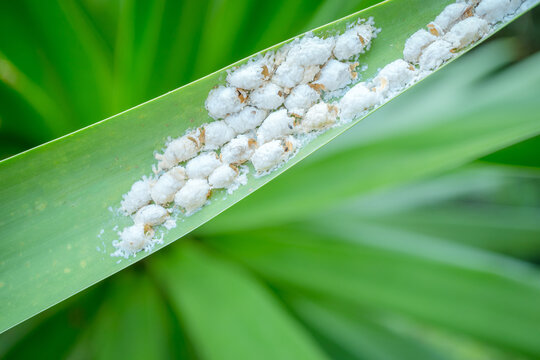The empty eggs of insects on the green leaves, Eggs of insects on the green leaves.