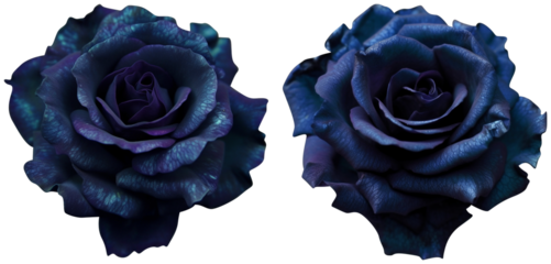 old blue rose  isolated on transparent or white background, png, mockup