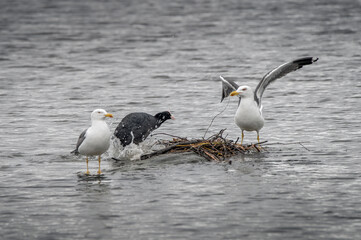 Coot defending her nest against the invaders