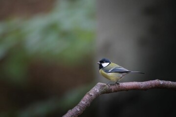 Selective focus shot of a great tit bird perched on a branch