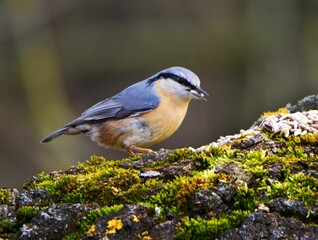 Eurasian nuthatch (Sitta europaea) eating seeds in a city park.