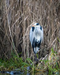 Gray heron (Ardea cinerea) perching in reeds on a lake bank.