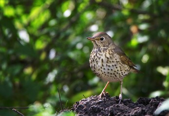 Shallow focus of a song thrush (Turdus philomelos) in a forest