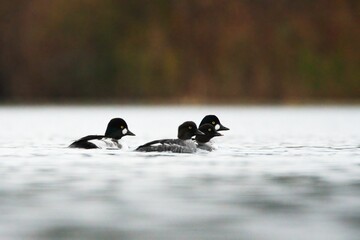 Small flock of goldeneye (Bucephala clangula) ducks swimming on a lake.