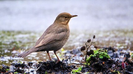 Common blackbird (Turdus merula) female resting on a lake shore