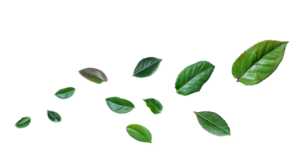 Green rose leaves flying in the air isolated on background.