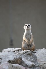 Vertical shot of a meerkat sitting on the rocks