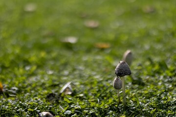 Closeup shot of a coprinus comatus fungus on a grass
