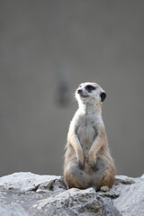 Fototapeta premium Vertical shot of a meerkat sitting on the rocks