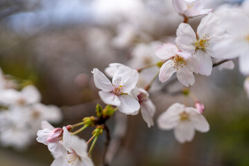 Cherry Blossom Sakura