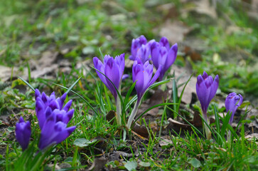 First spring flowers purple  Crocuses Sativus or Saffron Crocuses  in blooming season. Growing Saffron Crocus concept.