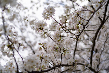 Cherry Blossom Sakura in Spring