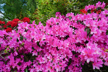 Obraz premium beautiful azalea flowers in bloom. vibrant colors of flowering azalea shrub in park gardens. fresh spring flowers