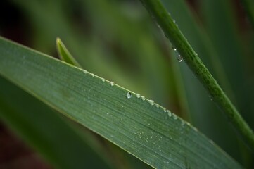 Closeup shot of green leaves with dew drops in a garden