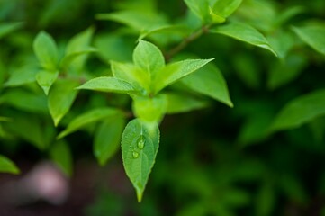 Closeup shot of fresh green leaves with dew drops in a garden
