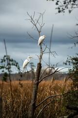 Couple of white egrets perched on a dry leafless tree
