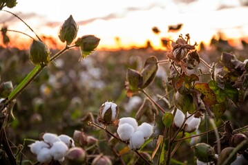 Closeup of cotton field at sunset