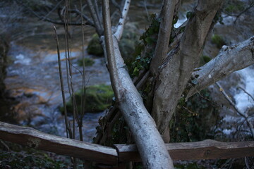 Tree branch going over the wooden fence towards the river, greenery
