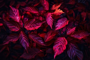 Red Leaves