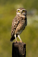 brown and white owl with very yellow eyes standing on a log with defocused green background
