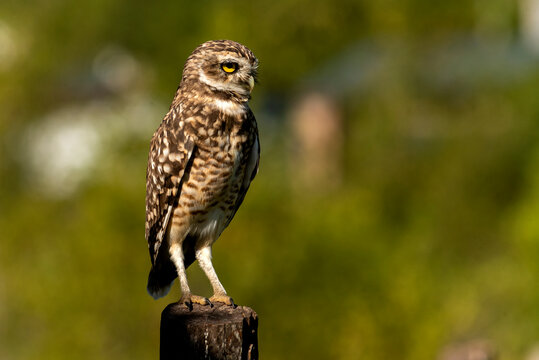 brown and white owl with very yellow eyes standing on a log with defocused green background