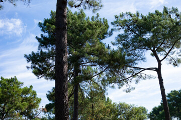 Obraz premium des pins maritimes face au ciel