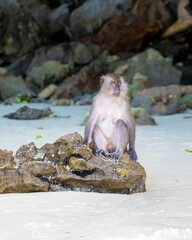 Vertical shot of a monkey at a beach