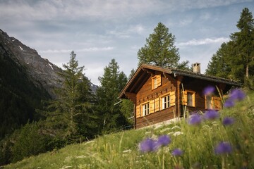 Low-angle view of a typical Swiss chalet in a flowered meadow in Derborence